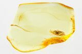 Detailed Fossil Spider (Araneae) In Baltic Amber #381530-1